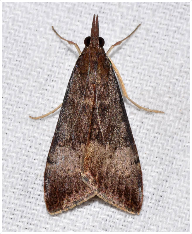 Uresiphita ornithopteralis.
Crambidae
