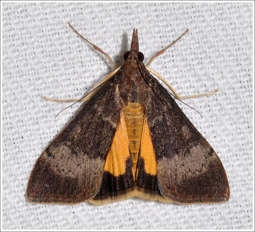 Uresiphita ornithopteralis.
Crambidae
