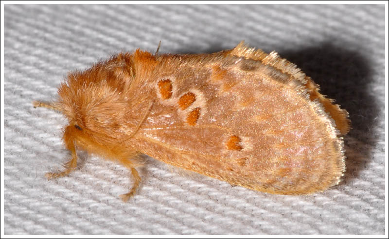 Pseudanapaea transvestita.
Orange Cupmoth
Limacodidae
