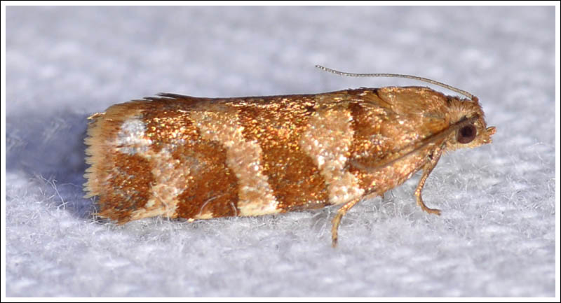 Conchylus subfurcatana
Tortricidae
