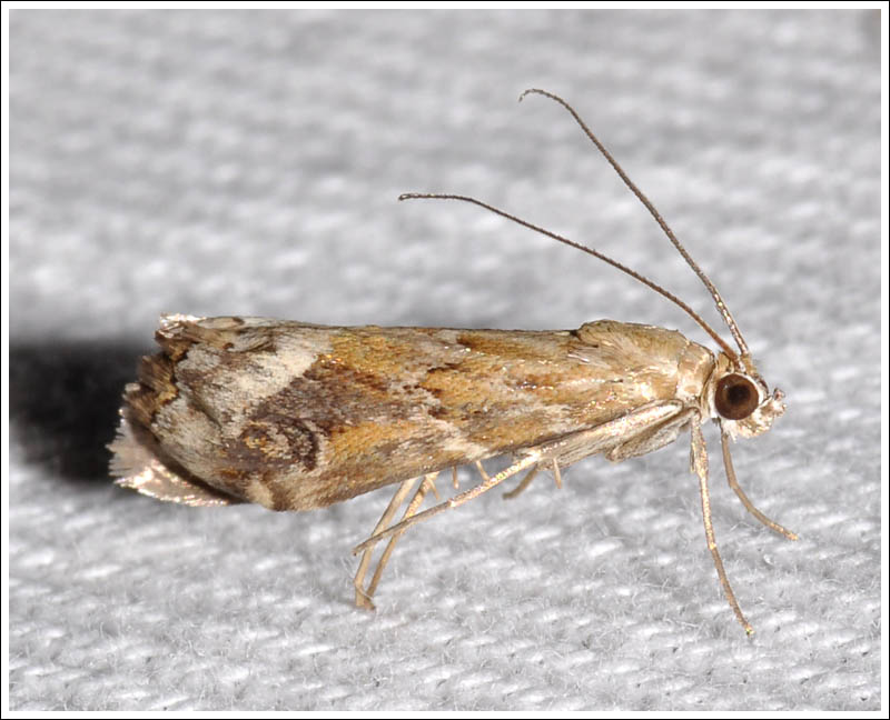 maf027.jpg