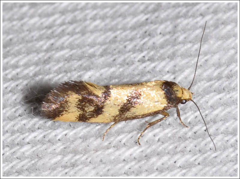 maf029.jpg