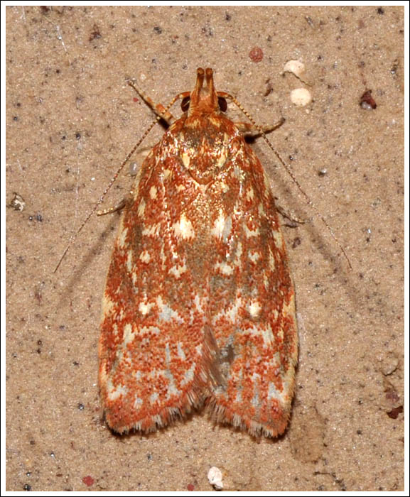 Syringoseca rhodoxantha
Oecophoridae
Oecophorinae
