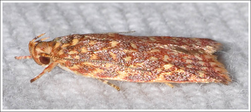 Syringoseca rhodoxantha
Oecophoridae
Oecophorinae

