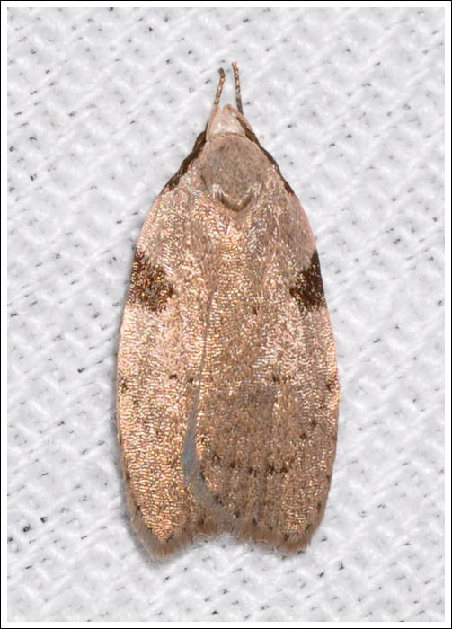 Zonopetala quadripustulella
 Oecophoridae,
Oecophorinae.
	
		  
