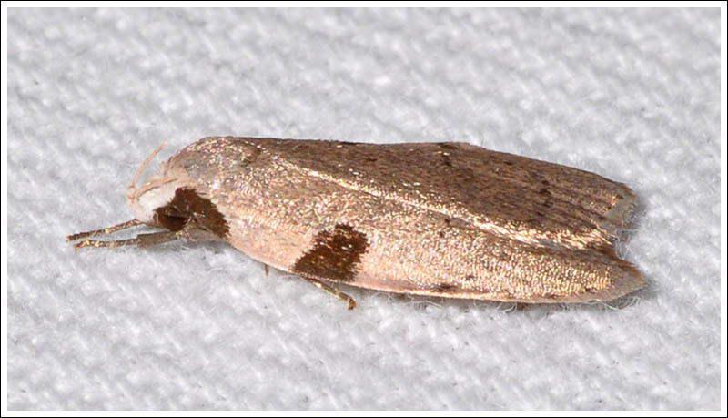 Zonopetala quadripustulella
 Oecophoridae,
Oecophorinae.
	
		  
