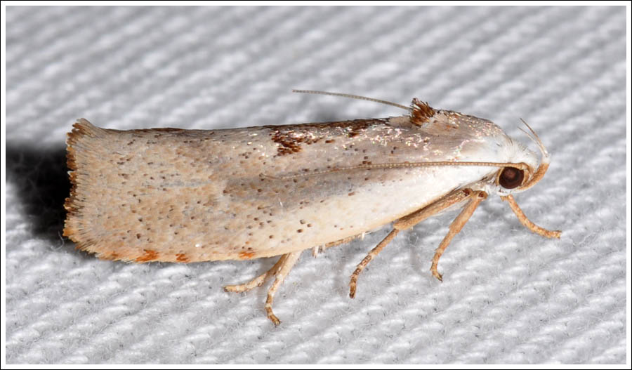 Tymbophora peltastis.
Xyloryctidae
