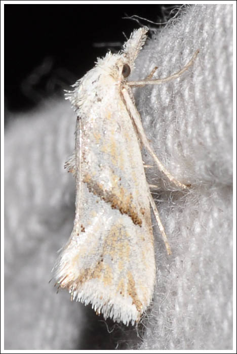 Heliocosma argyroleuca
