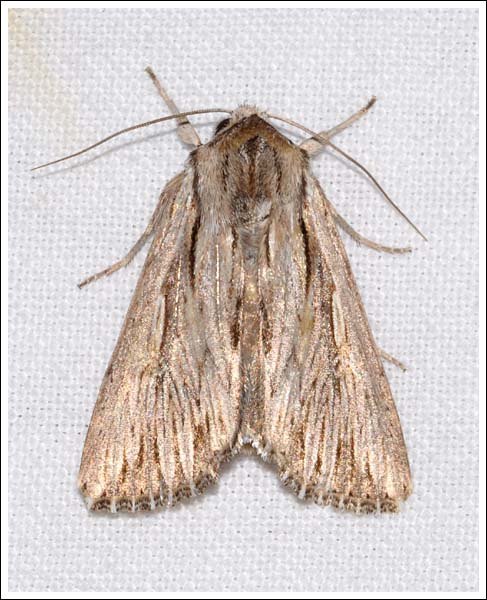 Persectania ewingii.
Noctuidae,
Hadeninae.
