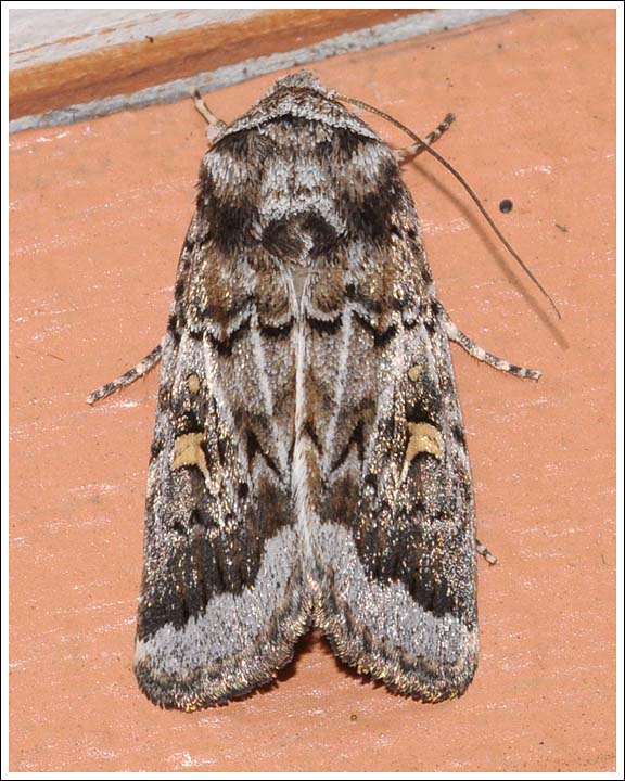 Nitocris poliophracta, syn. Proteuxoa oxygona
Noctuidae.
Amphipyrinae.
