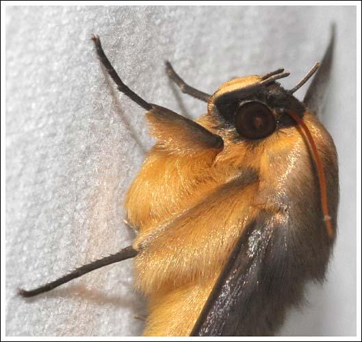 Dasypodia selenophora.
Noctuidae.
Catocalinae.
