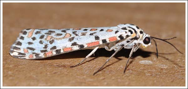 Utetheisa pulchelloides.
Heliotrope Moth, 
Arctiidae.
