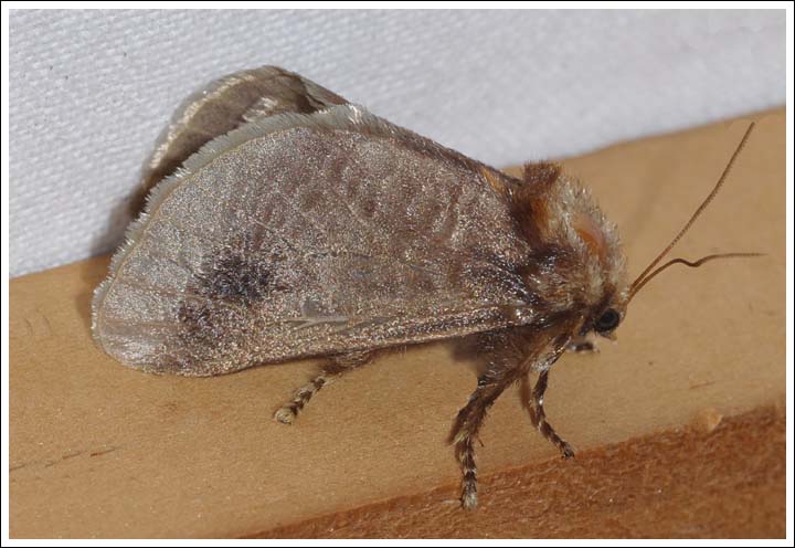 Doratifera oxleyi.
Limacodidae.
