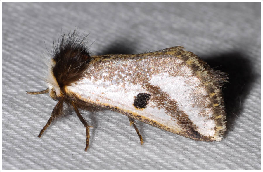 Epicoma melanospila
Notodontidae
