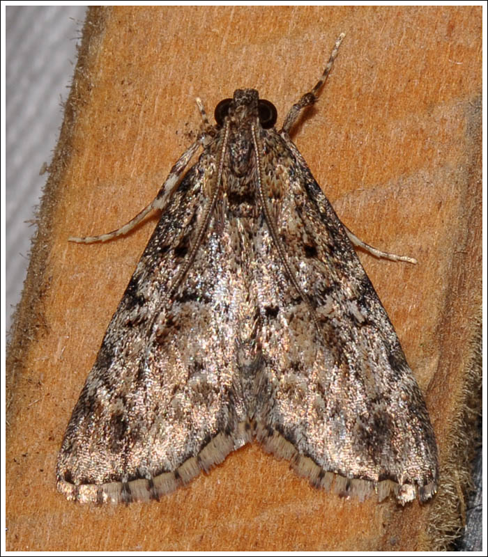 ?Salma species
Pyralidae
