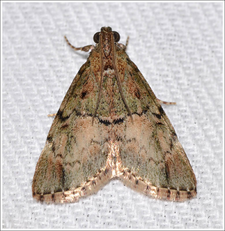 ?Salma species
Pyralidae

