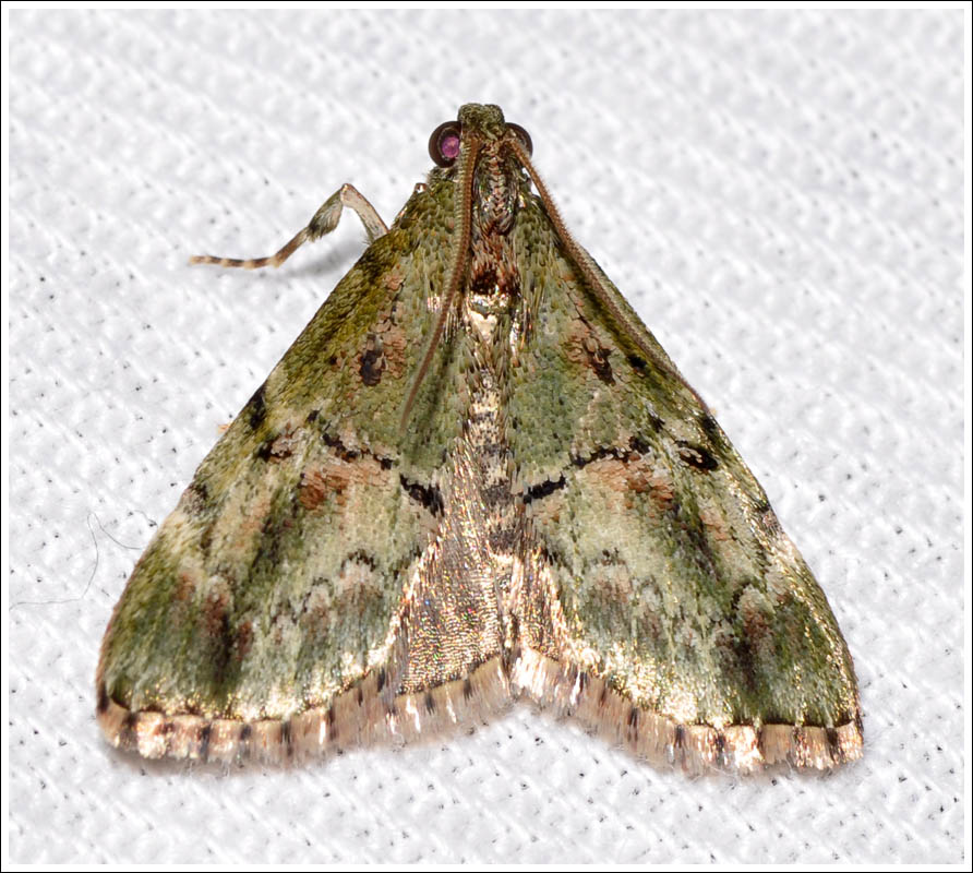 ?Salma species
Pyralidae
