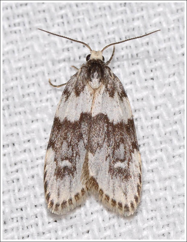 Halone prosenes
Arctiidae
Lithosiinae
