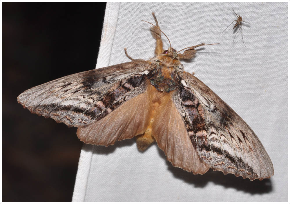 Hylaeora eucalypti.
Rough-head.
Notodontidae.
