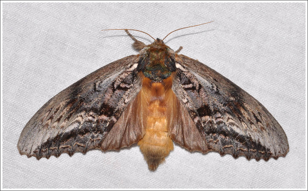 Hylaeora eucalypti.
Rough-head.
Notodontidae.
