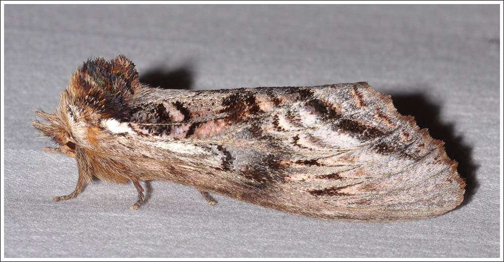 Hylaeora eucalypti.
Rough-head.
Notodontidae.
