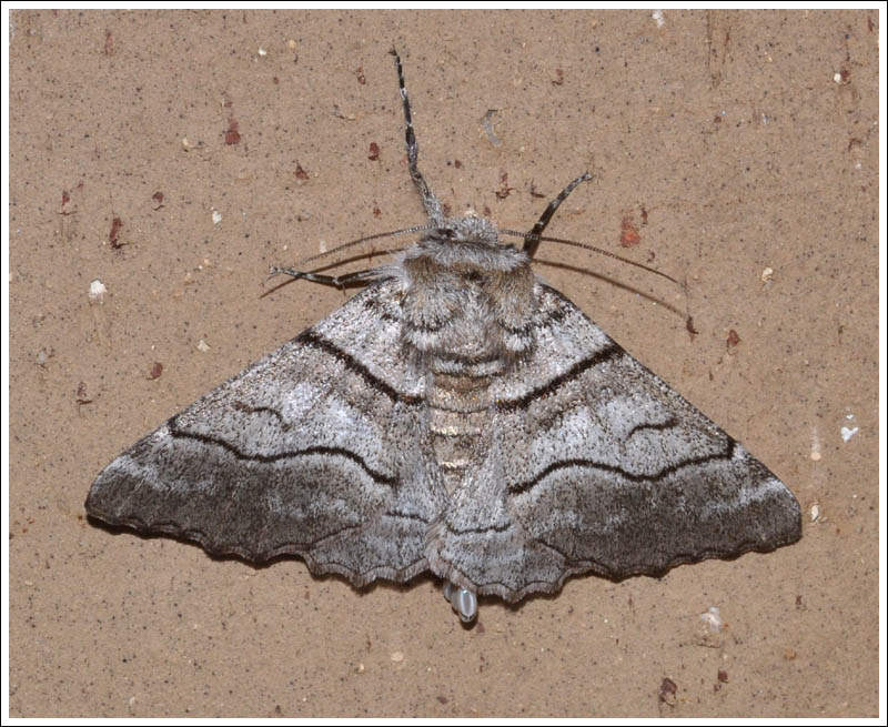 Hypobapta diffundens
Geometridae, Geometrinae
