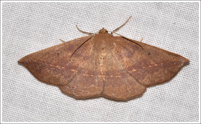Idiodes apicata
Geometridae, Ennominae
