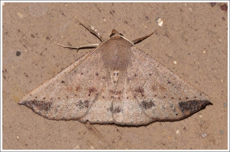 Idiodes apicata
Bracken moth, Geometridae, Ennominae
