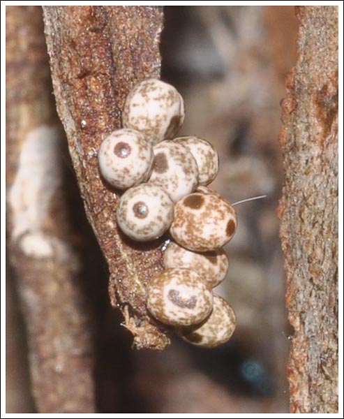 Pinara divisa complex specimen eggs
 Common Pinara, Lasiocampidae, Lasiocampinae
