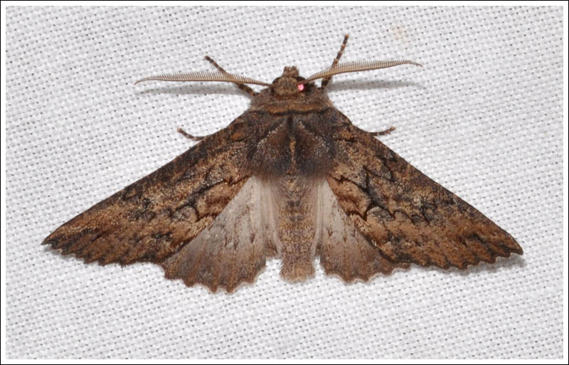 Nisista serrata
Geometridae, Ennominae
