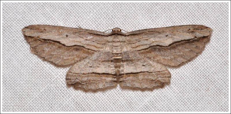 Euphronarcha luxaria
Geometridae, Ennominae
