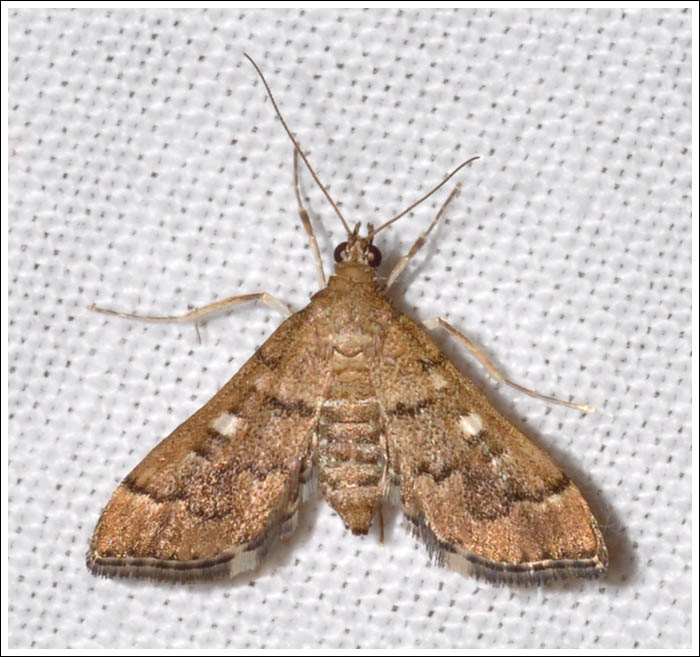 Crambidae, Pyraustinae
