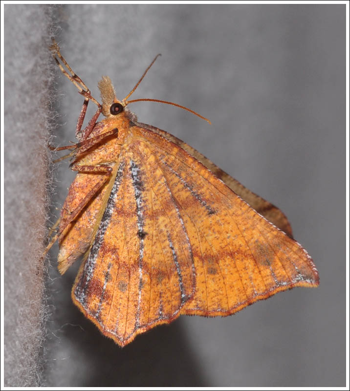 Rhinodia rostraria.
Geometridae,
Ennominae.
