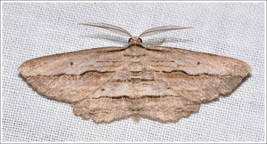 Euphronarcha luxaria.
Geometridae,
Ennominae.

