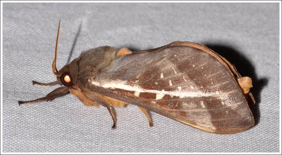Oxycanus dirempta.
Hepialidae.
