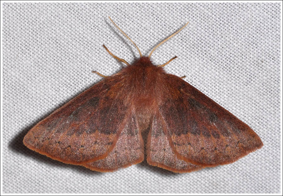 Anthela repleta.
Anthelidae.
