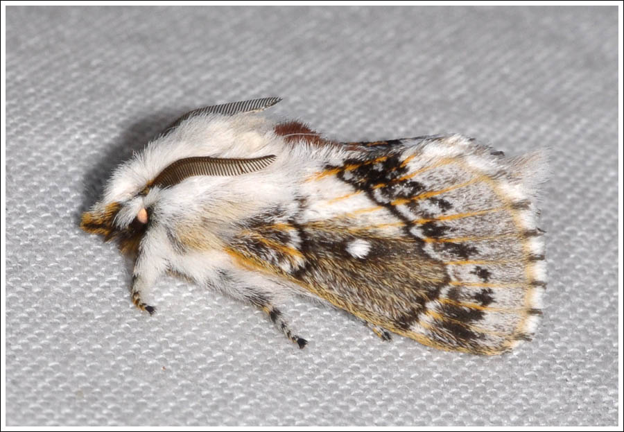 Porela delineata.
Lined Porela.
Lasiocampidae,
Lasiocampinae.
