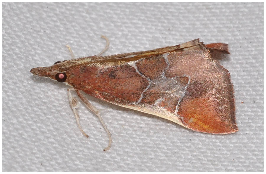 Anemosa exanthes.
Male.
Pyralidae,
Chrysauginae.
