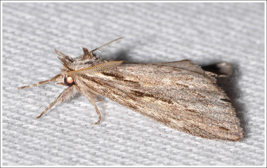 Chlenias species
Geometridae
Ennominae.
