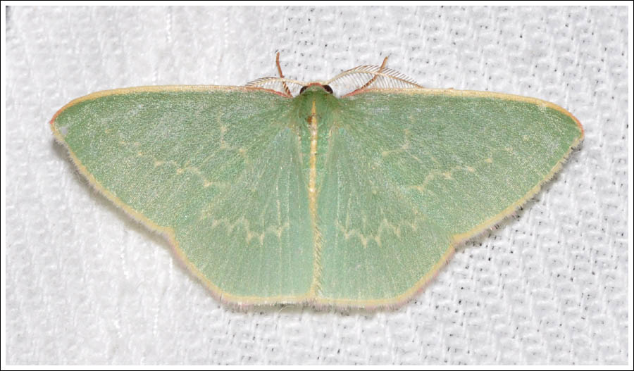 Chlorocoma dichloraria
Geometridae
Geometrinae
