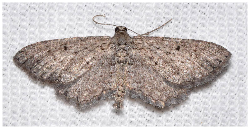 Psilosticha pristis
Geometridae
Ennominae
