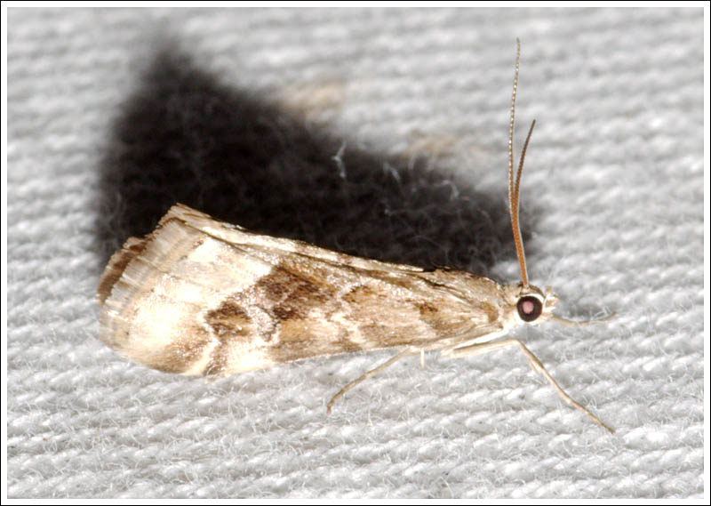 Hellula hydralis
Crambidae,
Glaphyriinae

