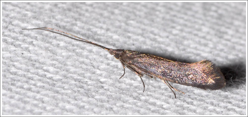 ?Tritymba species
Plutellidae
