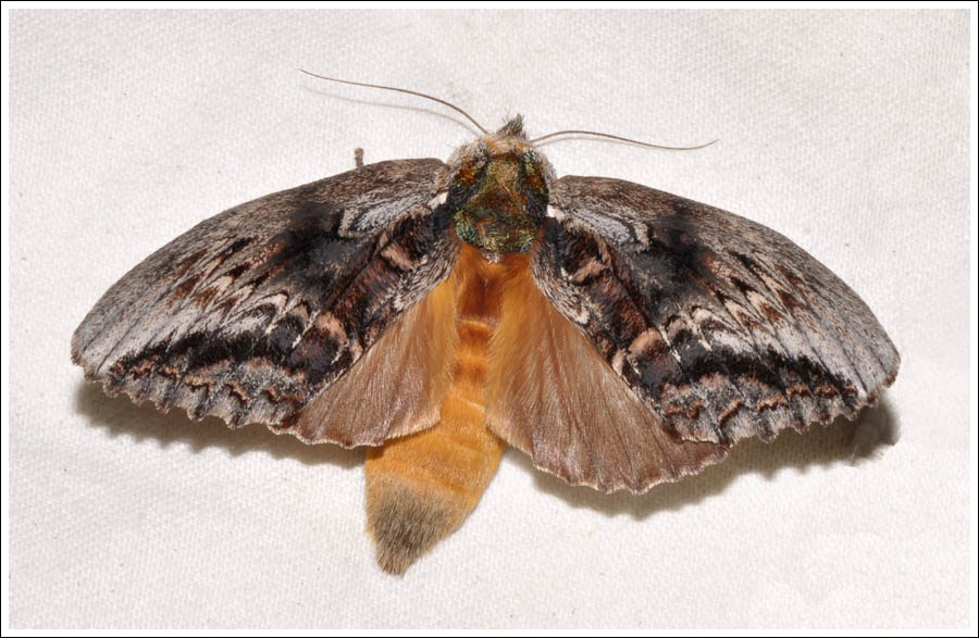 Hylaeora eucalypti
Notodontidae
Notodontinae
