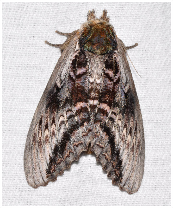 Hylaeora eucalypti
Notodontidae
Notodontinae
