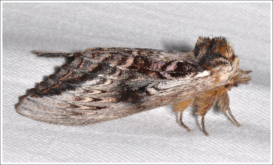 Hylaeora eucalypti
Notodontidae
Notodontinae
