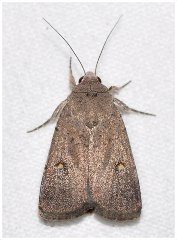 Noctuidae
