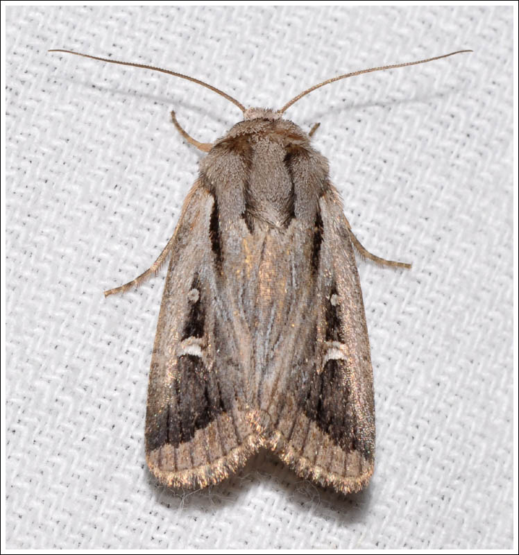 Proteuxoa paragypsa
Noctuidae
Amphipyrinae
