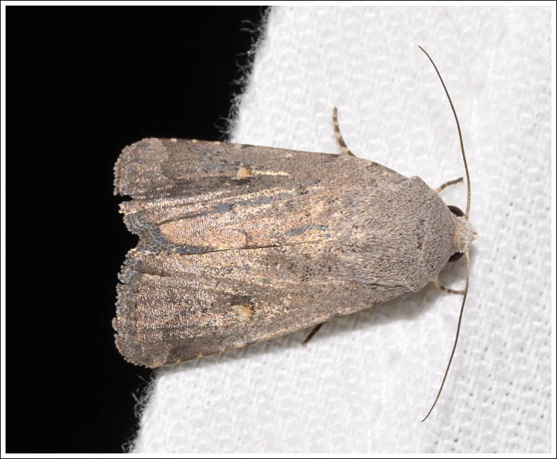 Noctuidae
