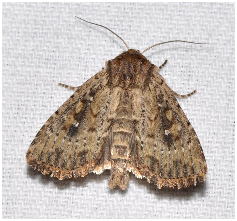 Noctuidae
